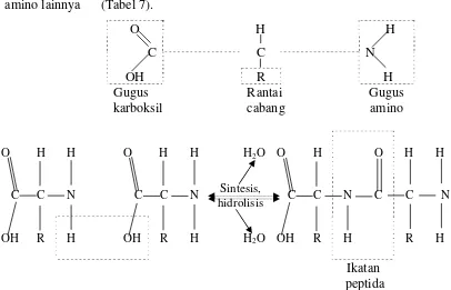 Gambar 9  Struktur  asam amino dan pembentukan  ikatan peptida. 