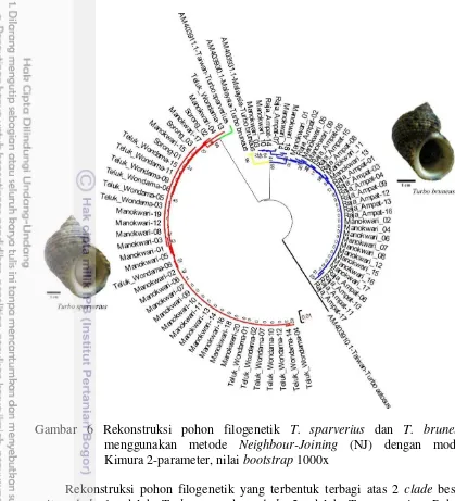 Gambar 6 Rekonstruksi pohon filogenetik T. sparverius dan T. bruneus   