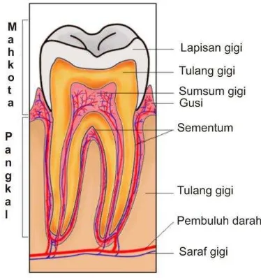 Gambar 1. Struktur gigi 