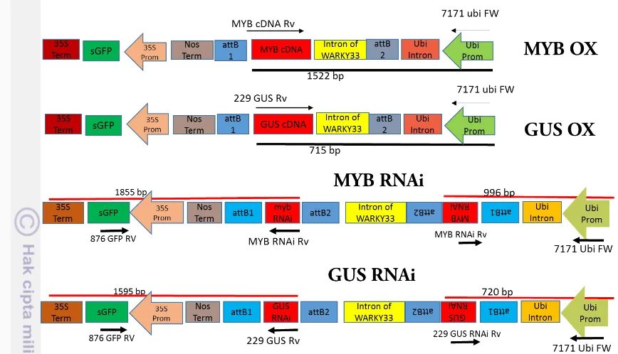 Figure 1. Constructions of MYB OX, MYB RNAi and controls 