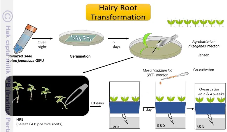 Figure 2. Transformation process of transgenic hairy root 