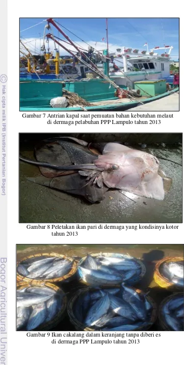 Gambar 8 Peletakan ikan pari di dermaga yang kondisinya kotor    