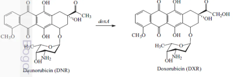Gambar 1.  Struktur kimia (a) Daunorubicin (DNR), (b) Doksorubisin (DXR) 