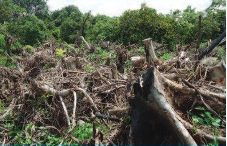 Gambaran deforestasi hutan di Indonesia. 