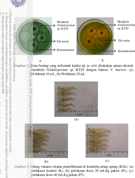 Gambar 2. Zona bening yang terbentuk ketika uji in vitro dilakukan antara ekstrak  