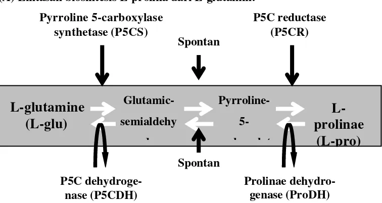 Gambar 3 Lintasan biosintesis L-prolina dari L-glutamin dan berbagai gen 