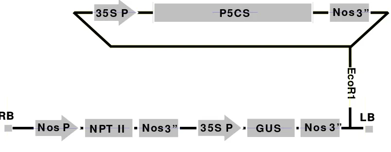 Gambar 4   Peta restriksi plasmid pBI-P5CS  