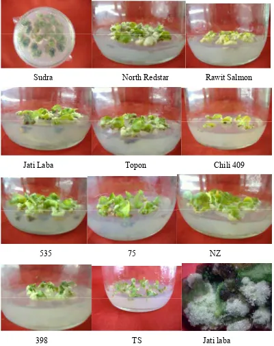 Gambar 6   Kalus-kalus yang terbentuk dari beberapa varietas dan galur cabai       secara in vitro 