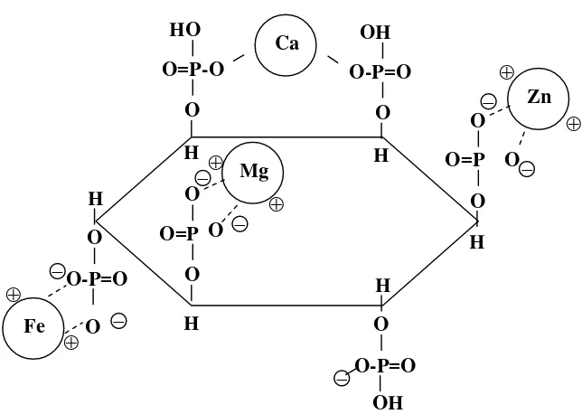 Gambar 2  Struktur asam fitat (Coelho 1999). 