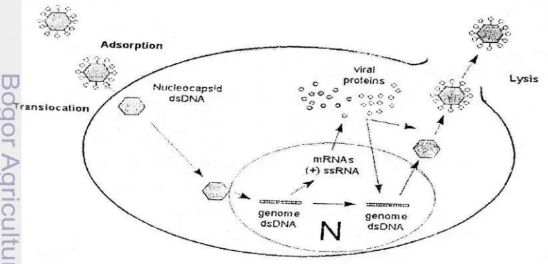Gambar 4 Strategi dasar replikasi virus dengan genom ds DNA (Walker, 2000)