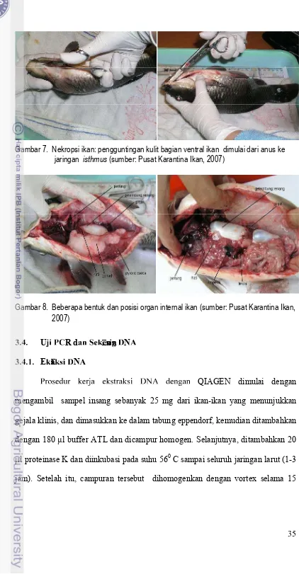 Gambar 8. Beberapa bentuk dan posisi organ internal ikan (sumber: Pusat Karantina Ikan,