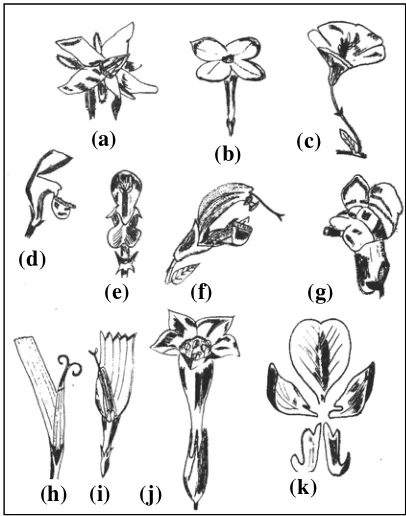 Gambar 1. Bentuk mahkota bunga: (a) bintang, (b) tabung, (c) terompet, (d, e, f, h dan i) bertopeng, (g) lonceng, (j) corong, (k) kupu-kupu 