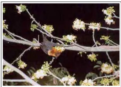 Gambar 5.  Pteropus giganteus memakan nektar dari Ceiba pentandra (Nathan 2005). 