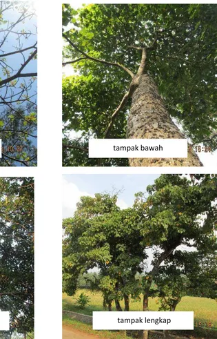 Strategi Pengembangan Biodiesel Kemiri Sunan (Reutealis Trisperma ...