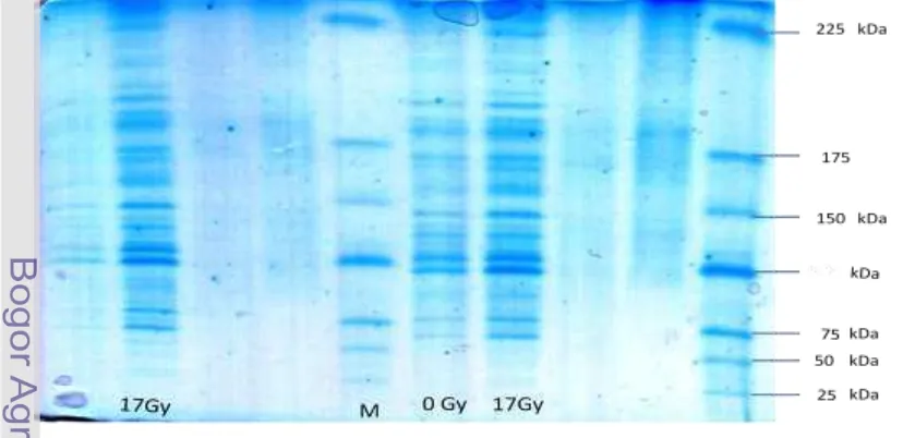 Gambar 9. Visualisasi pita protein SGB iradiasi 0Gy dan 17Gy pada BM 75 – 225 kDa 