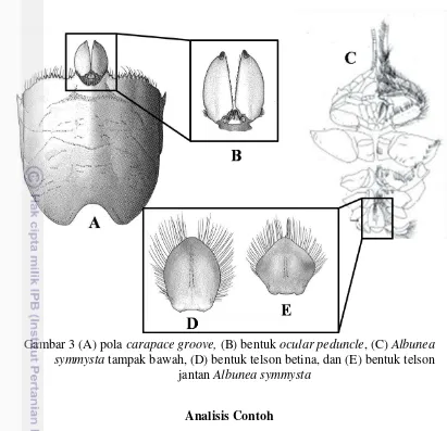 Gambar 3 (A) pola carapace groove, (B) bentuk ocular peduncle, (C) Albunea 