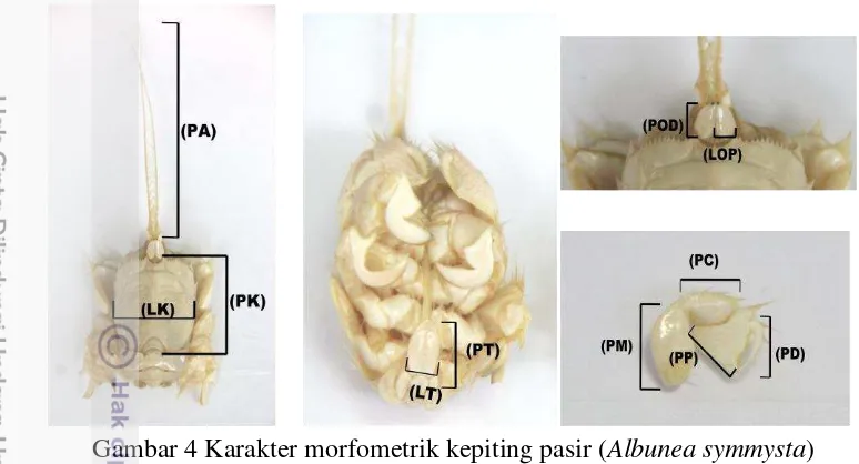 Gambar 4 Karakter morfometrik kepiting pasir (Albunea symmysta) 