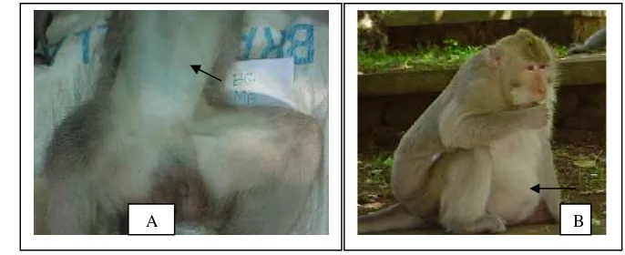 Gambar 7 Warna kulit adomen monyet ekor panjang. Warna kebiruan (A) dan warna putih kemerahan atau pink (B)