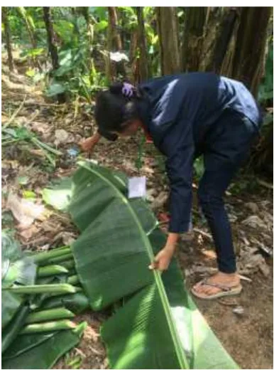 Gambar 1.   Membantu Ibu Ida Ayu Putu Sri Astuti melipat daun untuk dijual  