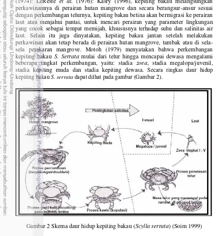 Gambar 2 Skema daur hidup kepiting bakau (Scylla serrata) (Soim 1999) 