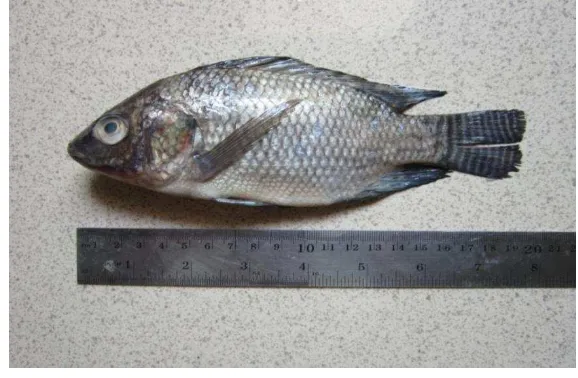 Gambar 2  Ikan nila (Oreochromis niloticus) 