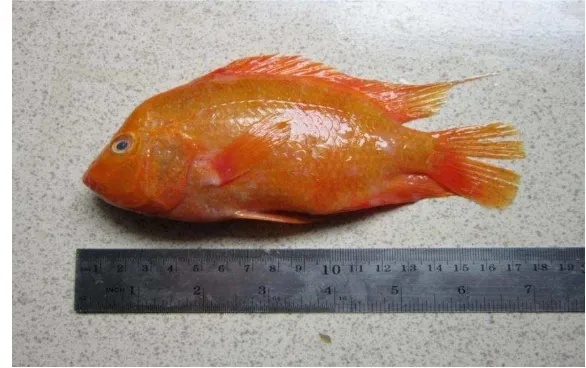 Gambar 3  Ikan oskar (Amphilophus citrinellus) 