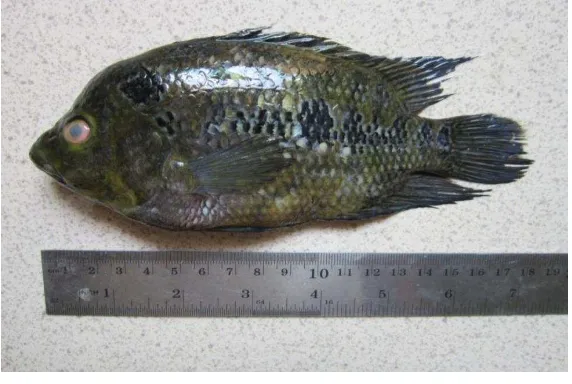 Gambar  4  Ikan goldsoum (Cichlasoma trimaculatum) 