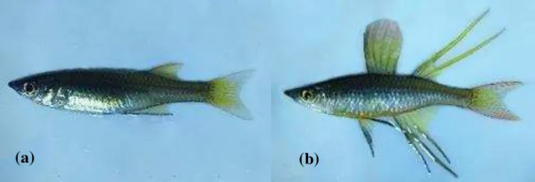 Gambar 1 Induk ikan pelangi I. werneri. (a) betina; (b) jantan 