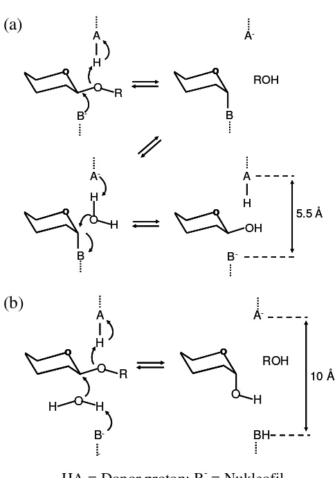 Gambar 2 Mekanisme hidrolisis oleh selulase. (a). Retaining mechanism (b). Inverting mechanism  