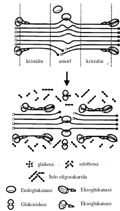 Gambar 4 Sinergisme hidrolisis selulosa oleh selulase non-kompleks (Lynd et al. 2002)  
