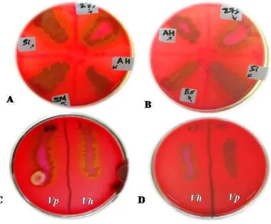 Gambar 1 Hasil uji aktivitas hemolisin isolat V. harveyi, V. parahaemolyticus, Salmonella sp., Edwardsiella tarda, Aeromonas hydrophila, dan Streptococcus iniae pada medium agar darah