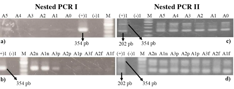 Gambar 3 Uji sensitivitas primer nested  PCR menggunakan DNA V. harveyi MR5339. a) Hasil PCR dengan primer I nested PCR (A5 s.d