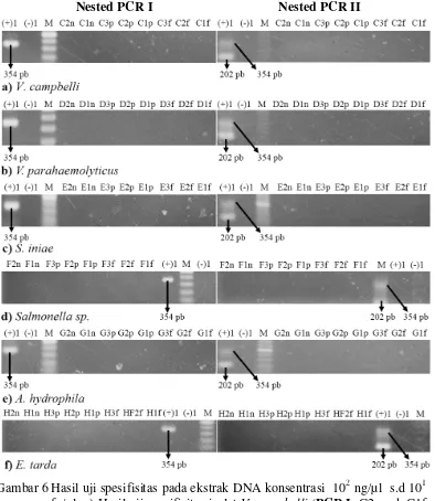 Gambar 6 Hasil uji spesifisitas pada ekstrak DNA konsentrasi  102 ng/µl  s.d 101 fg/µl