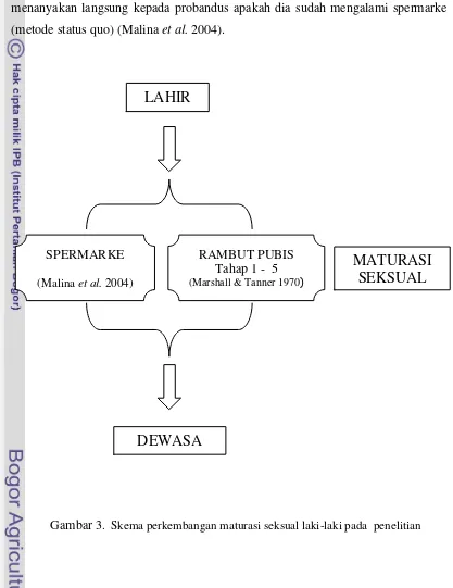 Gambar 3.  Skema perkembangan maturasi seksual laki-laki pada  penelitian 