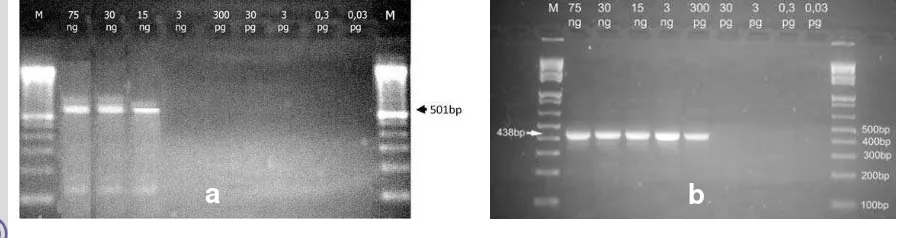 Gambar  7    Sensitivitas PCR (a) dan nested PCR (b) menggunakan  konsentrasi  C. burnetii 