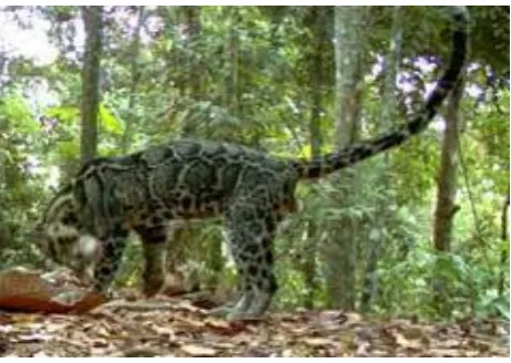 Gambar 3.1 Macan Dahan 