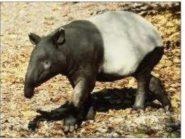 Gambar 3.2. Tapir Asia 