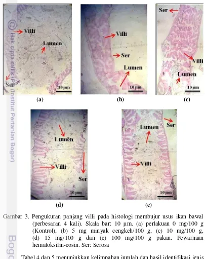 Gambar 3. Pengukuran panjang villi pada histologi membujur usus ikan bawal  