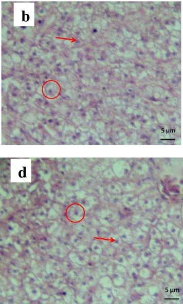 Gambar 4. Tampilan sel hepatosit pada histologi hati ikan bawal (perbesaran 100 