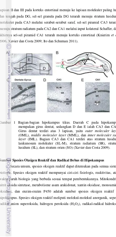Gambar 1 Bagian-bagian hipokampus tikus. Daerah C pada hipokampus 