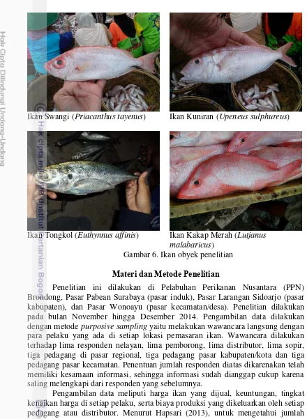 Gambar 6. Ikan obyek penelitian 