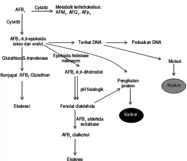 Gambar 3.  Bagan proses biotransformasi dan bioaktivasi AFB1 yang terjadi di sitokrom P450 organ hati primata non-manusia (Bammler et al