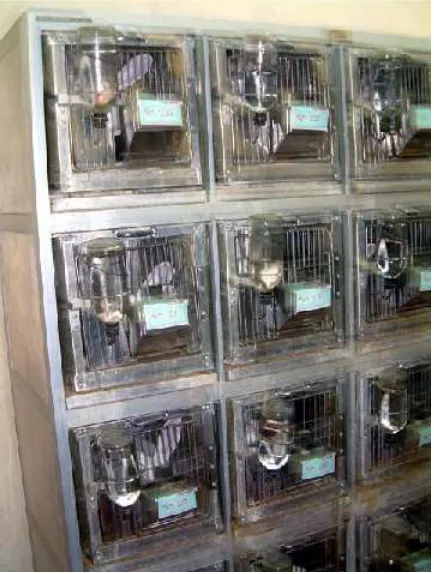 Gambar 5. Hewan percobaan kelinci yang digunakan untuk memproduksi APAB1 dipelihara dalam kandang bertingkat (Lokasi: Ruang Pemeliharaan Hewan, Laboratorium Monitoring Hewan PT