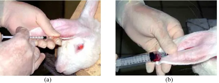 Gambar 6.  Penyuntikan PAB1 kepada hewan coba kelinci melalui v. auricularis (a).  Serum diambil setiap lima hari setelah penyuntikan untuk dilakukan pemantauan keberadaan dan titer APAB1 (b) 