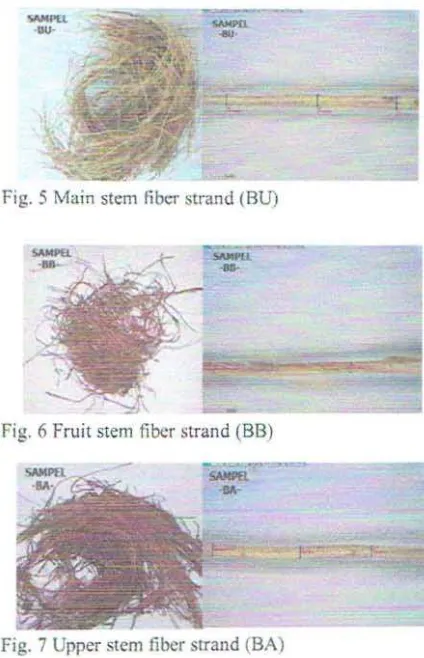 Fig. 5 Main stem fiber strand (BU) 