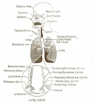 Gambar 4  Struktur pernapasan dalam tubuh manusia Sumber : Colls, 2002 