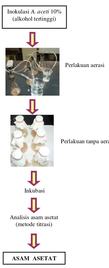 Gambar 6. Proses fermentasi asam asetat 