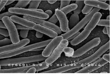 Gambar 3. Bentuk Bakteri E. coli (sumber: Ernest, 1996) 