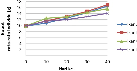 Gambar 1 Bobot rata-rata individu ikan sidat selama percobaan 