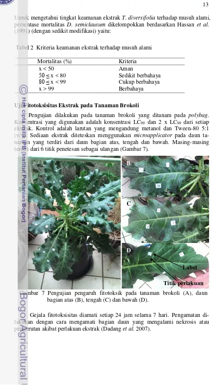Gambar 7 Pengujian pengaruh fitotoksik pada tanaman brokoli (A), daun 